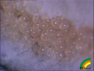 Chloropulvinaria floccifera >> Cochinilla algodonosa de la camelia - Huevos.jpg